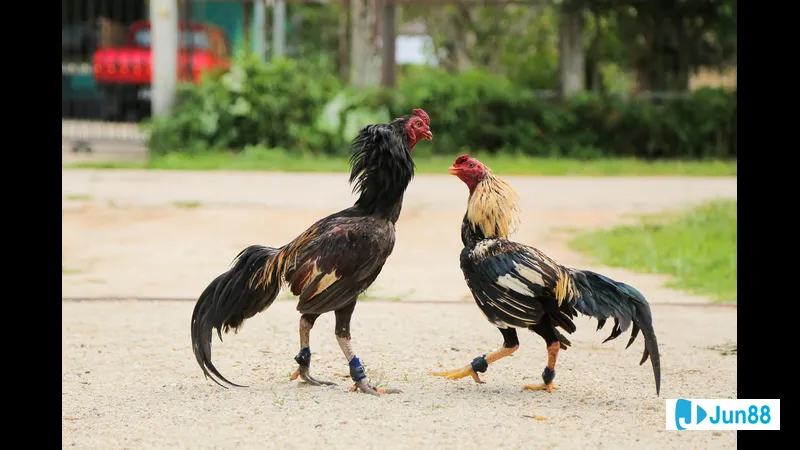 Bế gà đá đúng cách