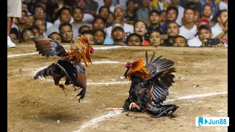 Người ôm chặt con gà trắng