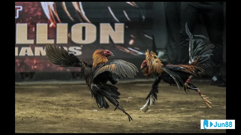 Tiềm năng phát triển của ngành đổ gà