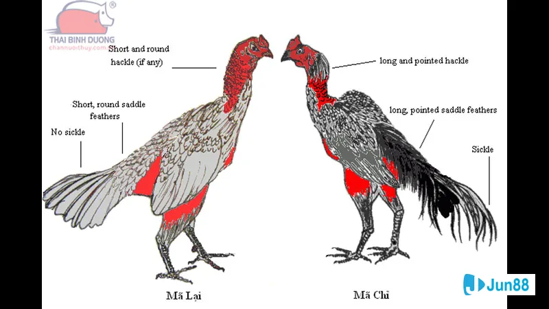 Đường đá vỉa lườn