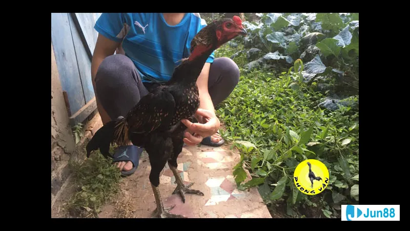 Khoảnh khắc về khả năng phòng thủ và