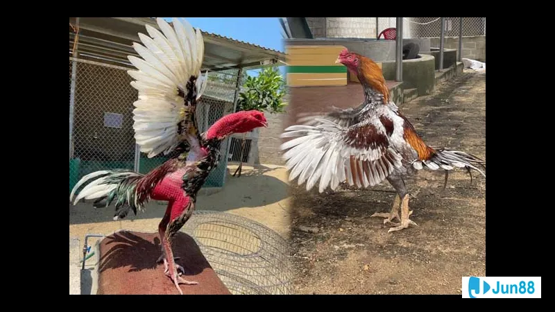 Chiến binh với gươm sắc bén