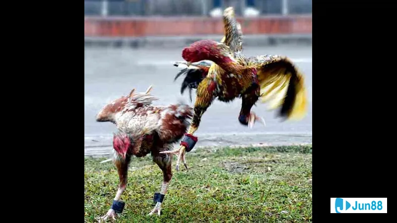 Lối đá gà chọi đặc trưng