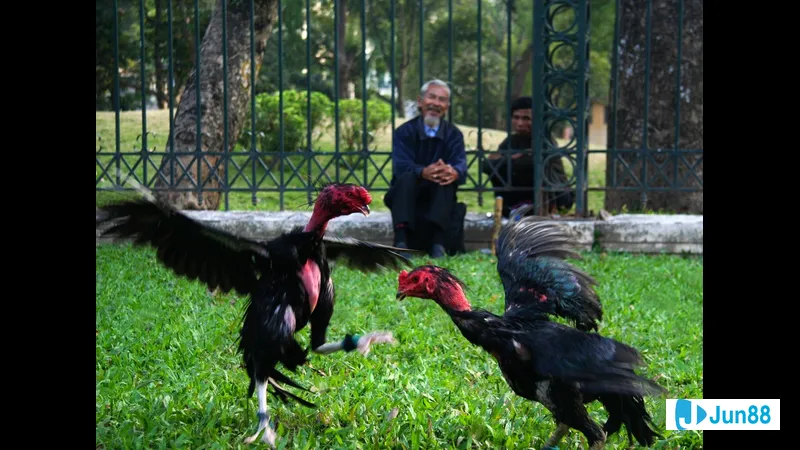 Loại lối đá phổ biến