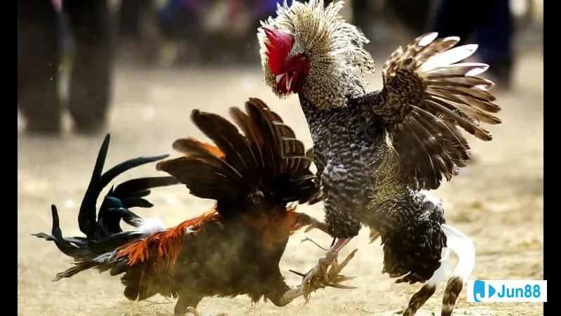 Đường lối đá mòn trông như một con