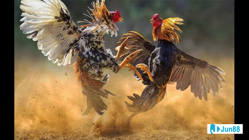 Khu vực nuôi gà sạch sẽ