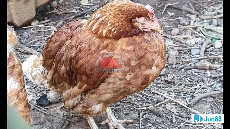 Chuẩn bị khu vực nuôi gà sạch sẽ